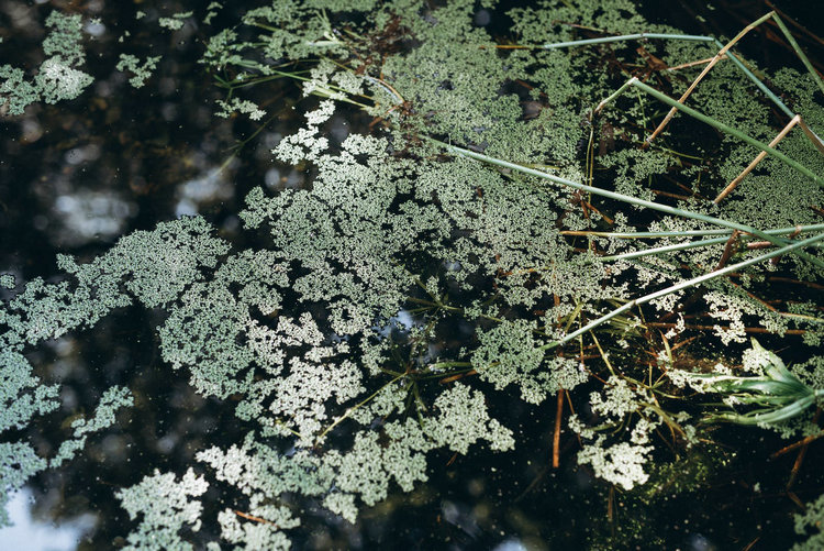 氨氮